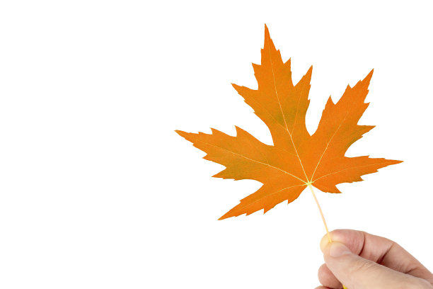 男子拿着橙色的枫叶孤立在白色的背景图片下载