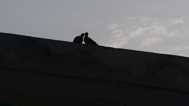 鸟的轮廓图片下载