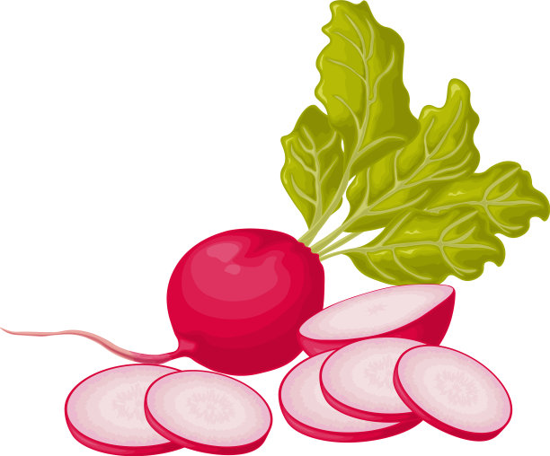 萝卜形象成熟的萝卜带着新鲜的叶子图片下载