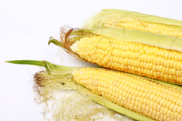 摄影棚内玉米穗图片下载