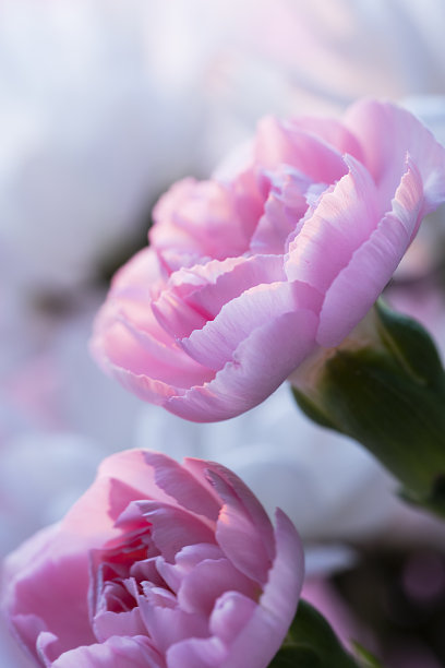 亮粉红色康乃馨。轻盈精致的明信片背景，封面，故事背景。模糊的照片没有聚焦图片下载