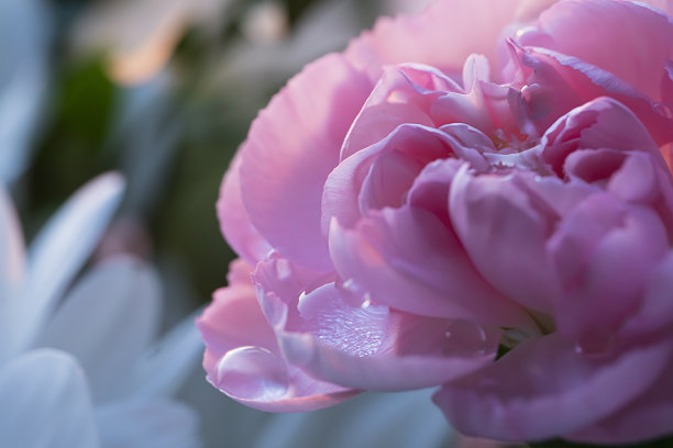 淡粉色的康乃馨花瓣上有雨滴。光线，精致的背景明信片，封面。模糊的照片没有聚焦图片下载