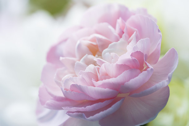 亮粉红色康乃馨。轻盈精致的明信片背景，封面，故事背景。模糊的照片没有聚焦图片下载