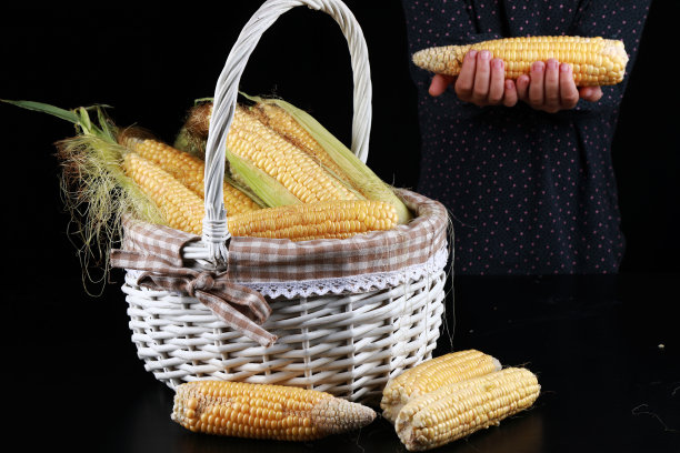 摄影棚内玉米穗图片下载