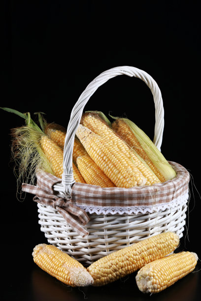 摄影棚内玉米穗图片下载