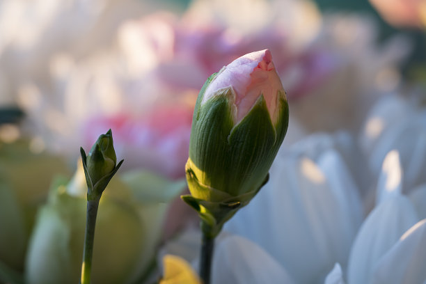 浅粉玫瑰。水平花卉背景，屏幕保护程序，照片墙纸，明信片。模糊的照片没有聚焦图片下载