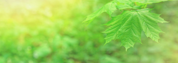 春天的背景-在一个阳光明媚的日子，落叶林的树枝上的枫叶的观点。水平模糊横幅图片下载