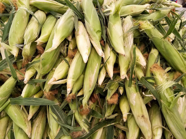 一大堆生甜玉米图片下载