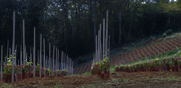 新葡萄树，在Jurancon葡萄园2号图片下载