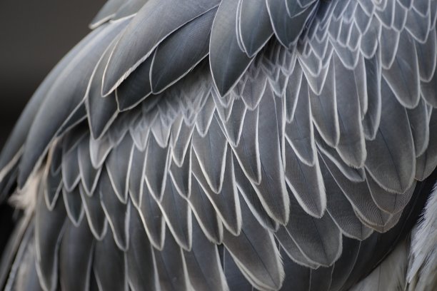 Shoebill羽毛图片下载