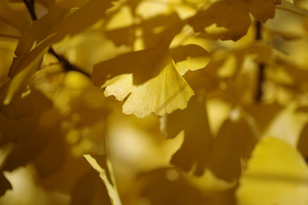 秋天的落叶图片下载