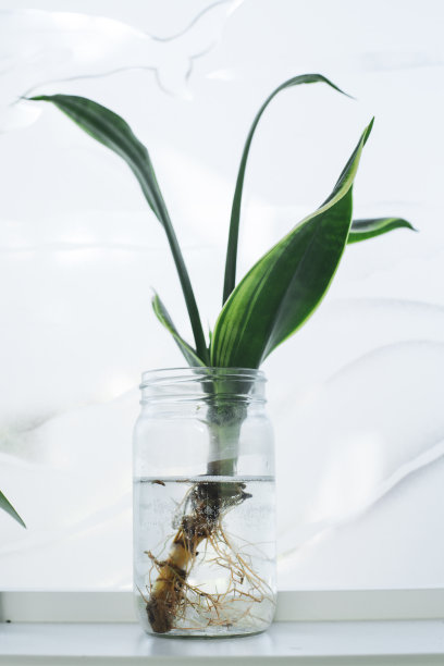 桑塞维利亚龙卷风在一罐水图片下载