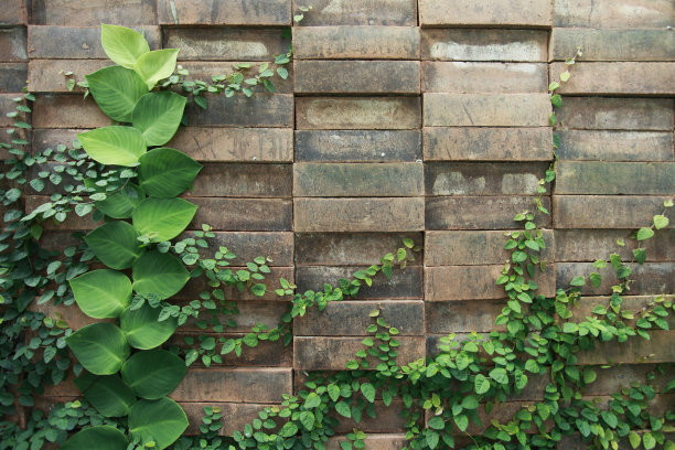红砖墙上的藤蔓图片下载