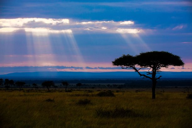 热带草原风景优美的照片，背景是一棵树和美丽的阳光图片下载