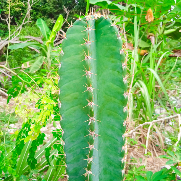 仙人掌观赏植物图片下载