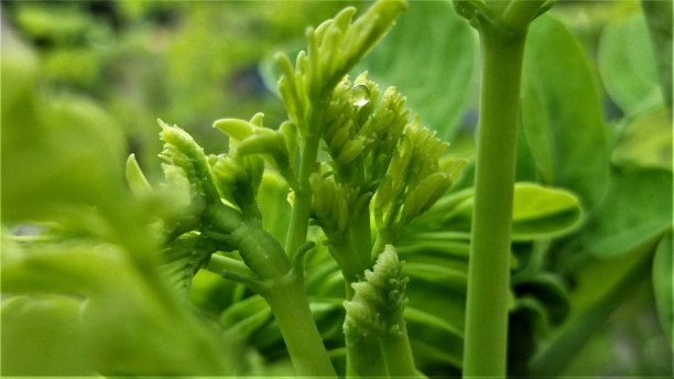 萌芽状态辣木属图片下载