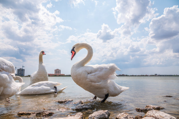 一大群优雅的白天鹅在湖里游弋，天鹅在野外图片下载