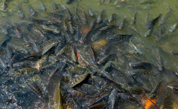 尼罗罗非鱼在池塘的水面附近漂浮，呼吸氧气，等待养鱼业的颗粒食品交易。图片下载