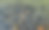 尼罗罗非鱼在池塘的水面附近漂浮，呼吸氧气，等待养鱼业的颗粒食品交易。图片下载