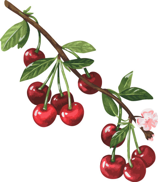 樱桃分支图片下载
