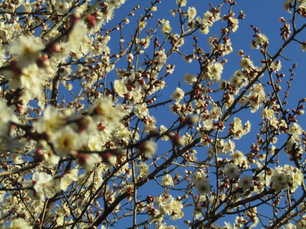 日本。2月底。在蓝天的映衬下，盛开的梅树枝头。图片下载