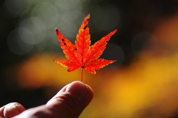 有一片树叶图片下载