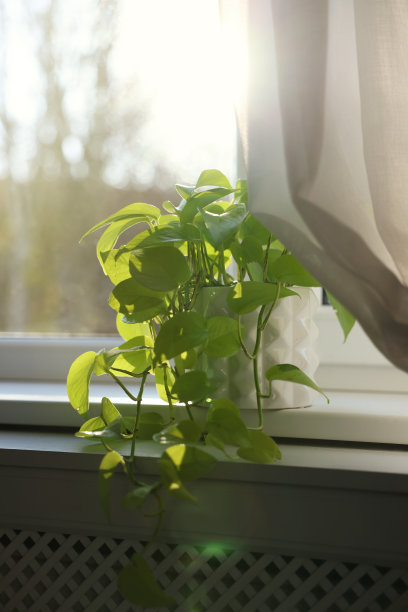 室内窗台上漂亮的绿色室内植物图片下载