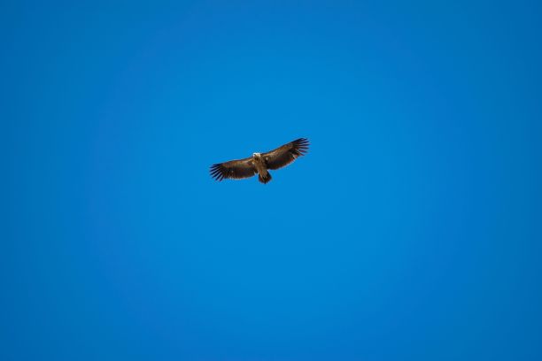 喜马拉雅雄鹰在蓝天中飞翔的美丽镜头图片下载