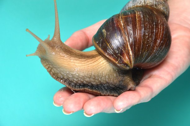 巨大的蜗牛图片下载