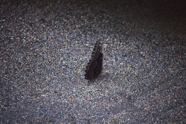 潮湿路面上一只蝴蝶的特写镜头图片下载
