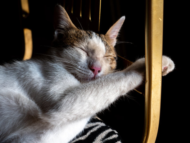 白猫睡觉，把腿放在椅子上图片下载