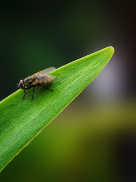 房子飞图片下载