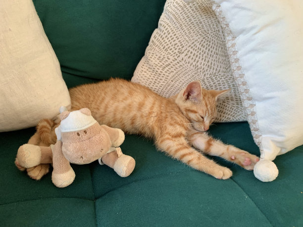 一只小黄猫。图片下载