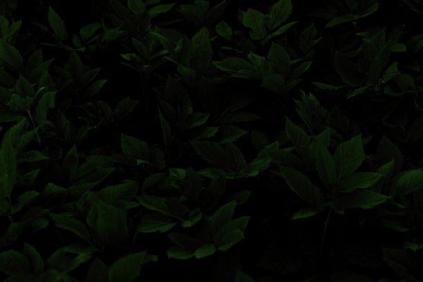 水平自然背景在一个低的关键与绿色的叶子。图片下载