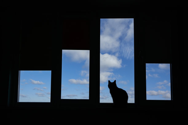 家猫看着窗外的云图片下载