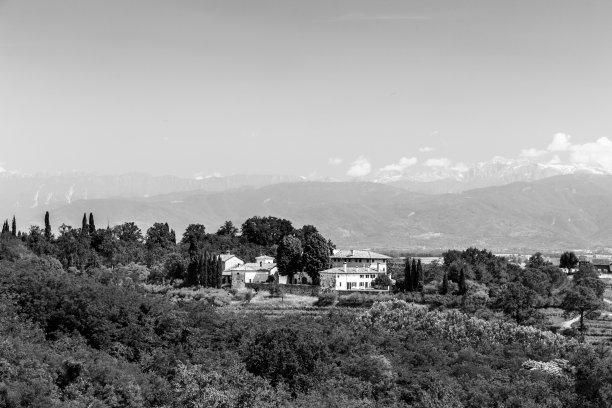 弗里uli Venezia-Giulia的土地上种植着葡萄藤图片下载
