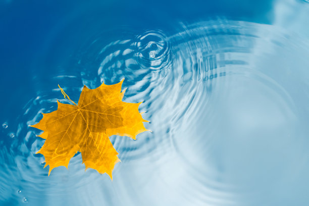 黄色的枫叶在水面上用水珠和云雾反射着波浪图片下载