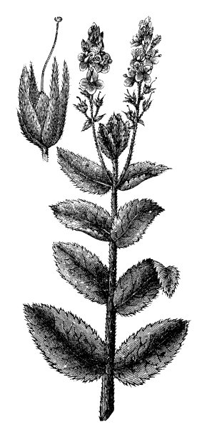 阔叶速度井，大速度井，奥地利速度井或锯叶速度井(奥地利维罗妮卡)-古董雕刻插图孤立在白色背景图片下载