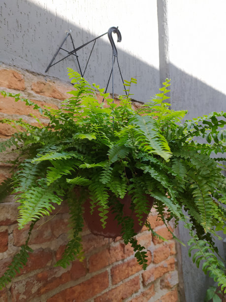 肾蕨exaltata，被称为“夏威夷蕨”图片下载