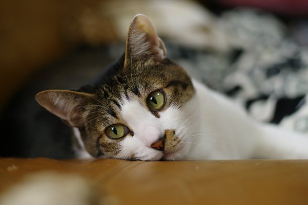 盯着猫图片下载