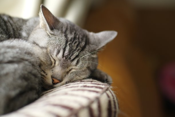 睡觉的猫图片下载