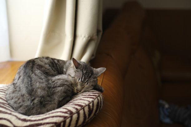 睡觉的猫图片下载