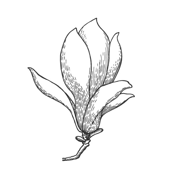 木兰花。素描风格的插图。春天的花。图片下载