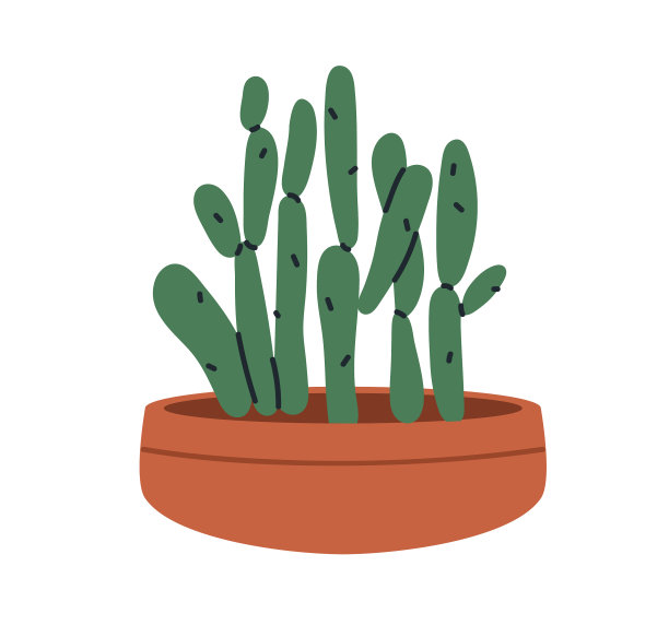 室内仙人掌，在种植绿色带刺图片下载