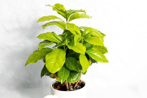 咖啡树生长在花盆里图片下载