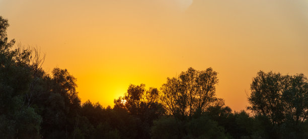 夕阳下橙色的天空和深色的树梢。图片下载