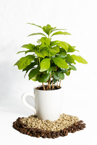 咖啡树生长在花盆里图片下载