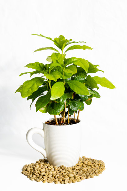 咖啡树生长在花盆里图片下载