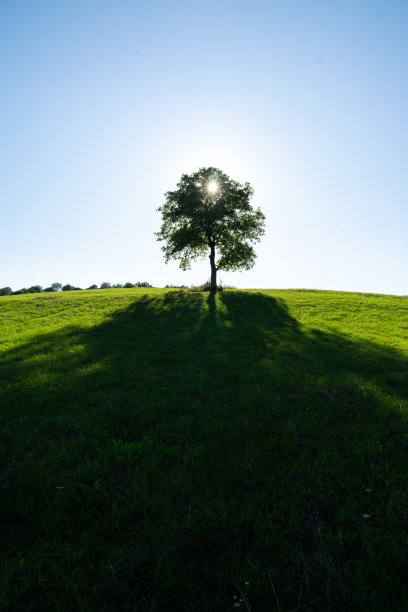 被遗弃的核桃树或樱桃树在自然界的草地上。图片下载