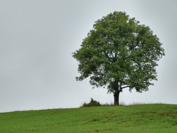 被遗弃的核桃树或樱桃树在自然界的草地上。图片下载